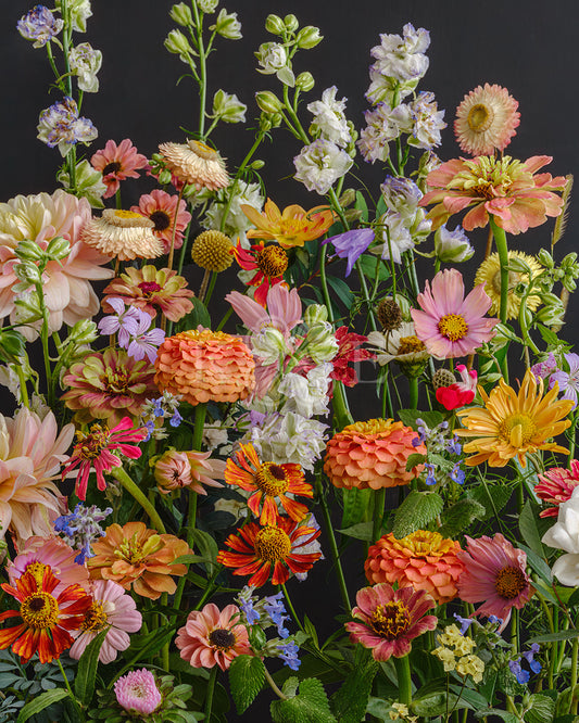 October joy - Bold, colorful autumn flowers in a flower fine art photography print by Katrin Engler