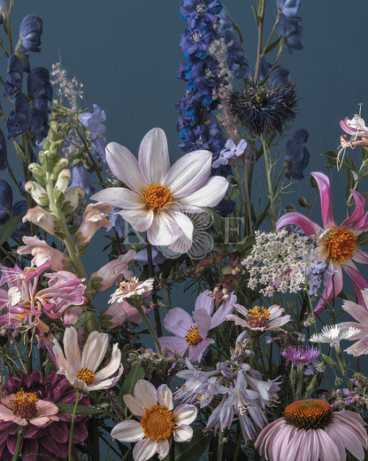 A dahlia outshines everything