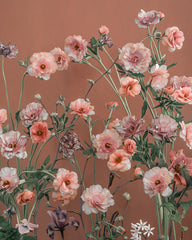 Butterfly ranunculus