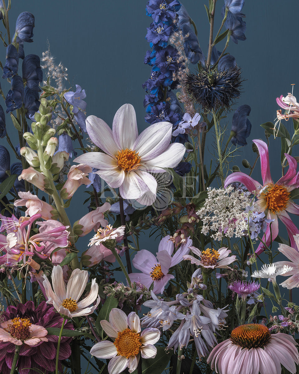 A Dahlia outshines everything - vibrant summer flowers in bold colors, flower fine art photography by Katrin Engler