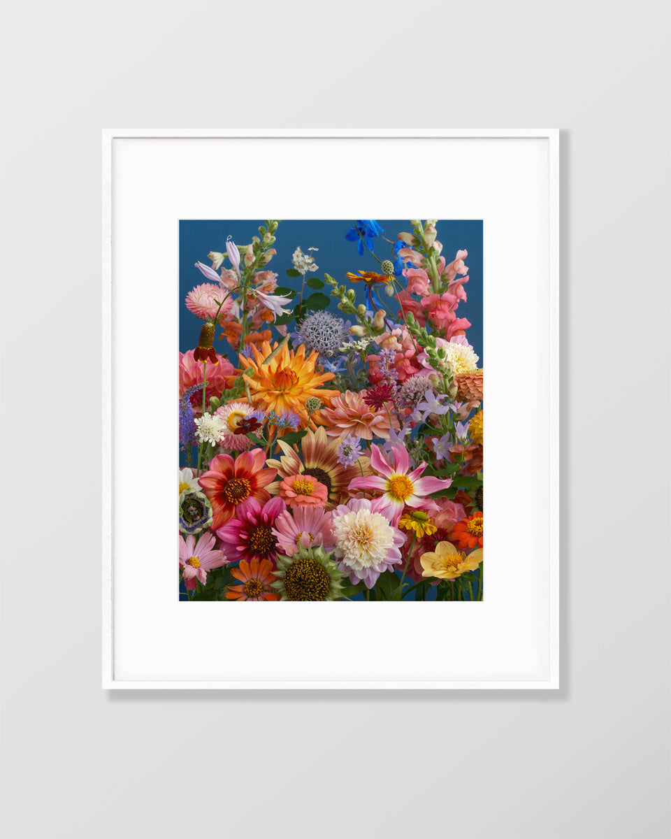 Flower fine art photography print by Katrin Engler with vibrant, bold summer flowers.