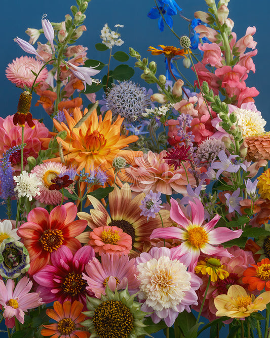 Cheerful flowers - Bold, colorful spring flowers in a flower fine art photography print by Katrin Engler