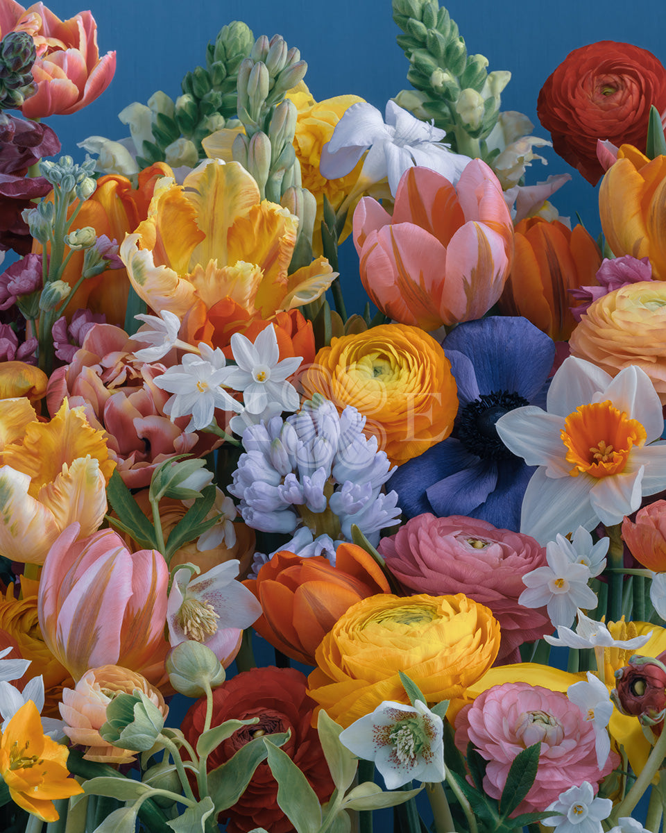 Colorful Spring - Bold, colorful spring flowers in a flower fine art photography print by Katrin Engler