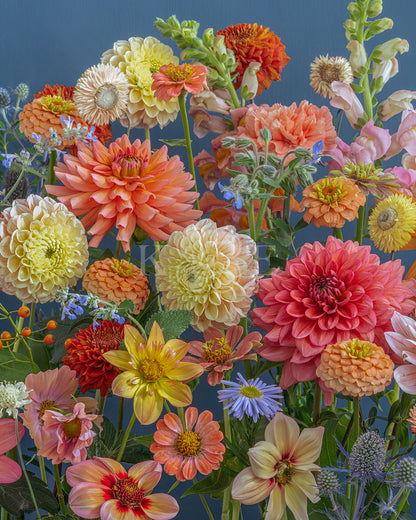 Delicate yellow and strong orange -Bold, colorful summer flowers in a flower fine art photography print by Katrin Engler