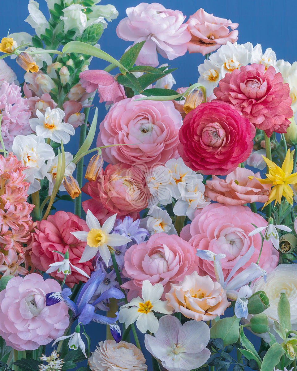 Fabulous spring - Vibrant spring flowers in bold colors, captured in a flower fine art photography print by Katrin Engler