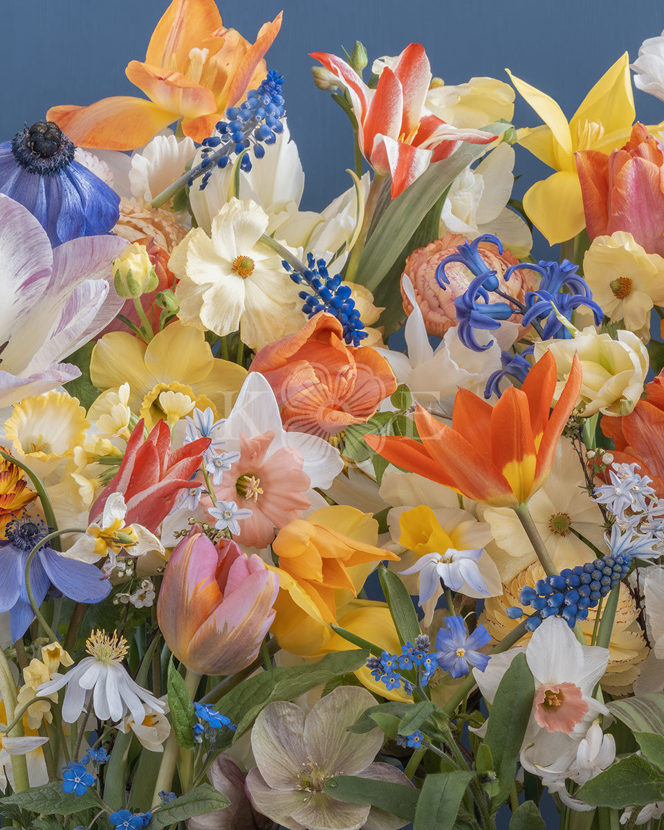 Happy flowers - Colorful spring flowers in a flower fine art photography print by Katrin Engler