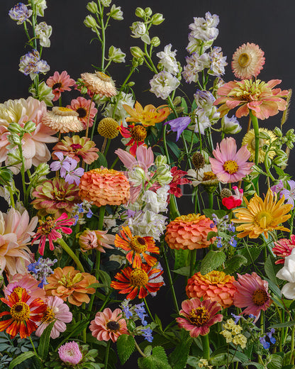 October joy - Bold, colorful autumn flowers in a flower fine art photography print by Katrin Engler