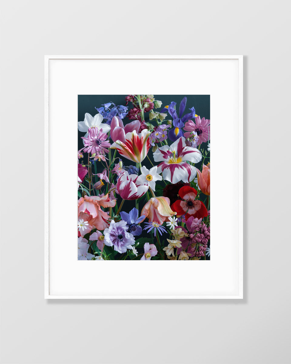 Flower fine art photography print by Katrin Engler with Rembrandt tulips.