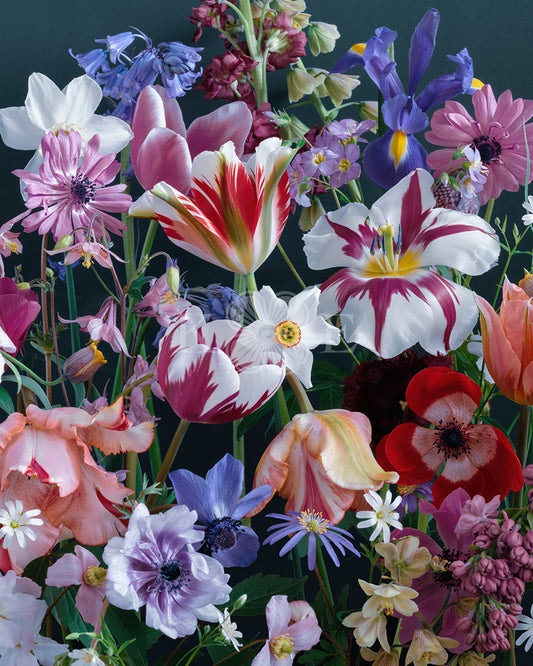 Rembrandt tulips - Bold, colorful spring flowers in a flower fine art photography print by Katrin Engler