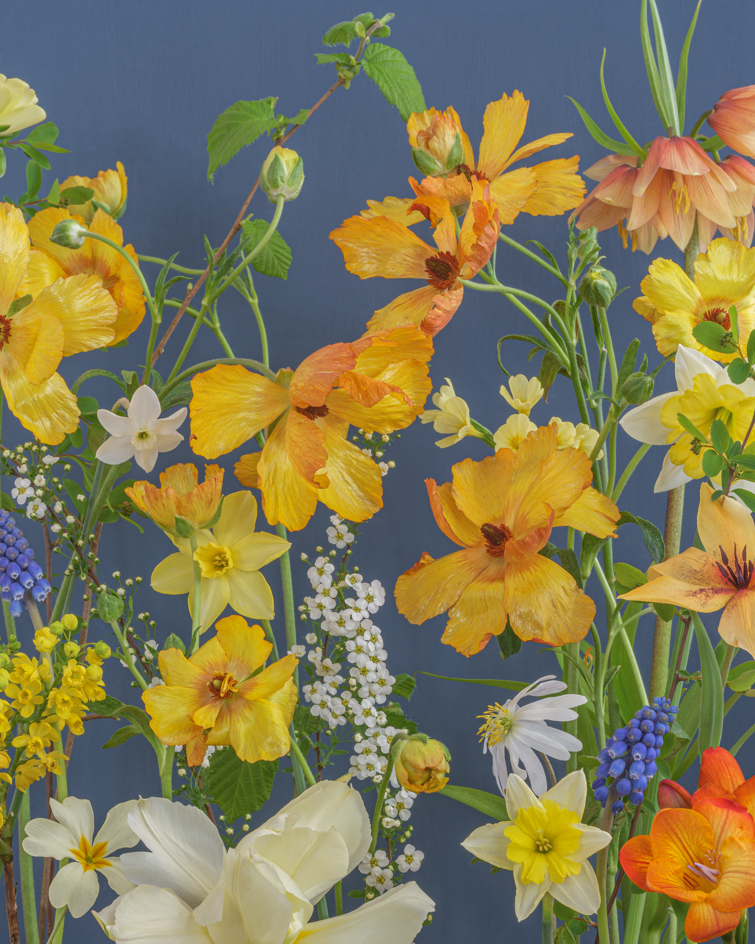 Sunny Butterfly Ranunculus - Bold, colorful spring flowers in a fine art photograph by Katrin Engler