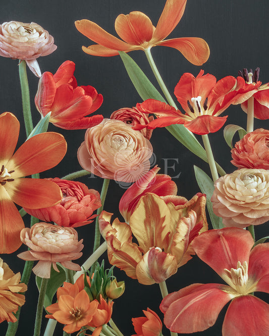Tulips and ranunculus - Red spring flowers in a flower fine art photography print by Katrin Engler